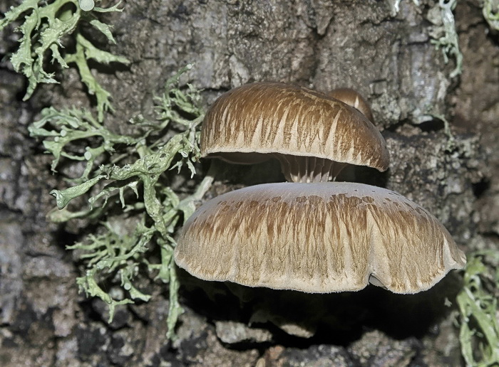 Panellus serotinus?